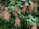 sklep ogrodniczy - Kalina drobnolistna Viburnum parvifolium C3/1m