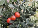 sadzonki -  Ruszczyk gałęzisty Myszopłoch Danae racemosa Ruscus racemosus /P11 *T7