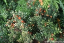 sadzonki - Ruszczyk gałęzisty Myszopłoch Danae racemosa Ruscus racemosus /P11 *T7