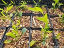 sadzonki - Ruszczyk gałęzisty Myszopłoch Danae racemosa Ruscus racemosus /P11 *T7