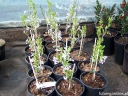rośliny ozdobne - Daphne genkwa Wawrzynek lilakowy C2/20-35