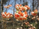 sadzonki -  Edgewortia papierodajna RED DRAGON Edgeworthia chryzantha C5/60-80cm