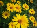 rośliny ozdobne - Słoneczniczek szorstki (Heliopsis helianthoides) /C2 *K16
