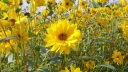 sklep ogrodniczy - Słoneczniczek szorstki (Heliopsis helianthoides) /C2 *K16