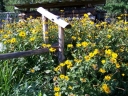 rośliny ozdobne - Słoneczniczek szorstki (Heliopsis helianthoides) /C2 *K16