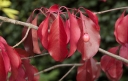 sklep ogrodniczy - Trzmielina wielkokwiatowa RED WINE Euonymus grandiflorus C20/1,4-1,8m