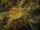 rośliny ogrodowe - Fremontia CALIFORNIA GLORY in. Flanelowy krzew Fremontodendron C3/60-80cm *T51