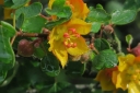 sadzonki - Fremontia CALIFORNIA GLORY in. Flanelowy krzew Fremontodendron C3/60-80cm *T51