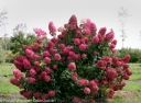 rośliny ogrodowe -  Hortensja wiechowata 'SMHPFL' Fire Light® Hydrangea paniculata /C3