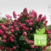 sadzonki - Hortensja wiechowata 'SMHPFL' Fire Light® Hydrangea paniculata /C3