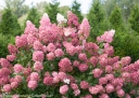 rośliny ogrodowe - Hortensja wiechowata 'SMHPFL' Fire Light® Hydrangea paniculata /C3