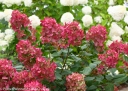 rośliny ogrodowe - Hortensja wiechowata 'SMHPFL' Fire Light® Hydrangea paniculata /C3