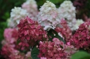 rośliny ozdobne - Hortensja wiechowata 'SMHPFL' Fire Light® Hydrangea paniculata /C3