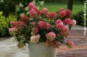 sklep ogrodniczy - Hortensja wiechowata 'SMHPFL' Fire Light® Hydrangea paniculata /C3