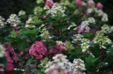 sadzonki - Hortensja wiechowata 'SMHPFL' Little Quick Fire® Hydrangea paniculata /C7,5 *17