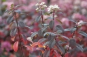 sadzonki - Hortensja wiechowata 'SMHPFL' Little Quick Fire® Hydrangea paniculata /C7,5 *17