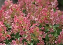 rośliny ogrodowe - Hortensja wiechowata 'SMHPFL' Little Quick Fire® Hydrangea paniculata /C7,5 *17