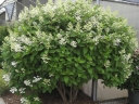rośliny ozdobne -  Hortensja wiechowata GARNET Hydrangea paniculata /C3