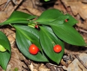 sklep ogrodniczy -  Myszopłoch Ruscus hypoglossum /C2