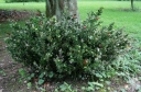 sadzonki - Myszopłoch Ruscus hypoglossum /C2