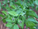 sadzonki - Myszopłoch Ruscus hypoglossum /C2