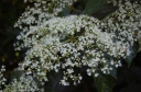 rośliny ozdobne - Kalina brzozolistna Viburnum betulifolium C3/60-80cm *13
