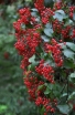 rośliny ogrodowe - Kalina brzozolistna Viburnum betulifolium C3/60-80cm *13