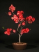 rośliny ogrodowe - Pigwowiec okazały ORANGE Trail (Chaenomeles x superba) C3/40cm