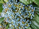 sklep ogrodniczy -  Kalina cynamonowolistna Viburnum cinnamomifolium C2/20-30cm