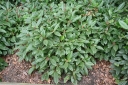 sadzonki - Kalina cynamonowolistna Viburnum cinnamomifolium C2/20-30cm