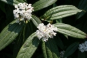 rośliny ozdobne - Kalina cynamonowolistna Viburnum cinnamomifolium C2/20-30cm
