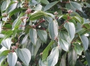 rośliny ogrodowe - Kalina cynamonowolistna Viburnum cinnamomifolium C2/20-30cm