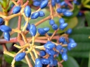 sklep ogrodniczy -  Kalina zimozielona ANGUSTIFOLIUM Viburnum davidii /C2 *T64