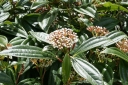 sadzonki - Kalina zimozielona ANGUSTIFOLIUM Viburnum davidii /C2 *T64
