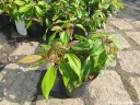 rośliny ozdobne - Kalina zimozielona ANGUSTIFOLIUM Viburnum davidii /C2 *T64