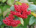sadzonki -  Kalina lipowa 'Henneke' CARDINAL CANDY® K.szorstkowłosa Viburnum dilatatum balot/60-80cm