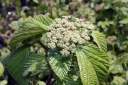 rośliny ozdobne - Kalina lipowa 'Henneke' CARDINAL CANDY® K.szorstkowłosa Viburnum dilatatum balot/60-80cm