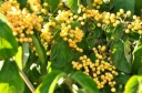 rośliny ogrodowe - Kalina lipowa MICHAEL DODGE® K.szorstkowłosa Viburnum dilatatum C3/20-30cm *10