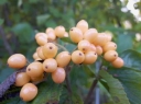 sklep ogrodniczy - Kalina lipowa MICHAEL DODGE® K.szorstkowłosa Viburnum dilatatum C3/20-30cm *10