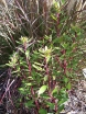 sadzonki - Drimys lanceolata syn. Tasmannia lanceolata C2/30cm