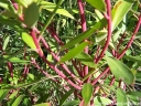 rośliny ogrodowe - Drimys lanceolata syn. Tasmannia lanceolata C2/30cm