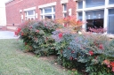 sklep ogrodniczy - Nandina domestica OBSESSED /C2 *K20