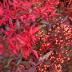 rośliny ozdobne - Nandina domestica OBSESSED /C2 *K20