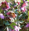 rośliny ozdobne - Ciemiernik orientalny (Helleborus orientalis) /C2 *K25