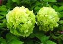 sklep ogrodniczy -  Piwonia drzewiasta DOU LV (zielona) Paeonia suffruticosa C4/20cm *19