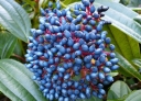sadzonki -  Kalina Dawida Viburnum davidii C3/20cm *T17