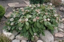 sklep ogrodniczy - Kalina Dawida Viburnum davidii C3/20cm *T17