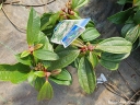 rośliny ozdobne - Kalina Dawida Viburnum davidii C3/20cm *T17