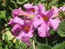 sklep ogrodniczy -  Inkarwilla Delavaya Incarvillea delavayi ang. Hardy gloxinia /P11
