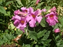 sadzonki - Inkarwilla Delavaya Incarvillea delavayi ang. Hardy gloxinia /P11